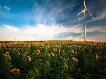Sunflowers 1853323 1920